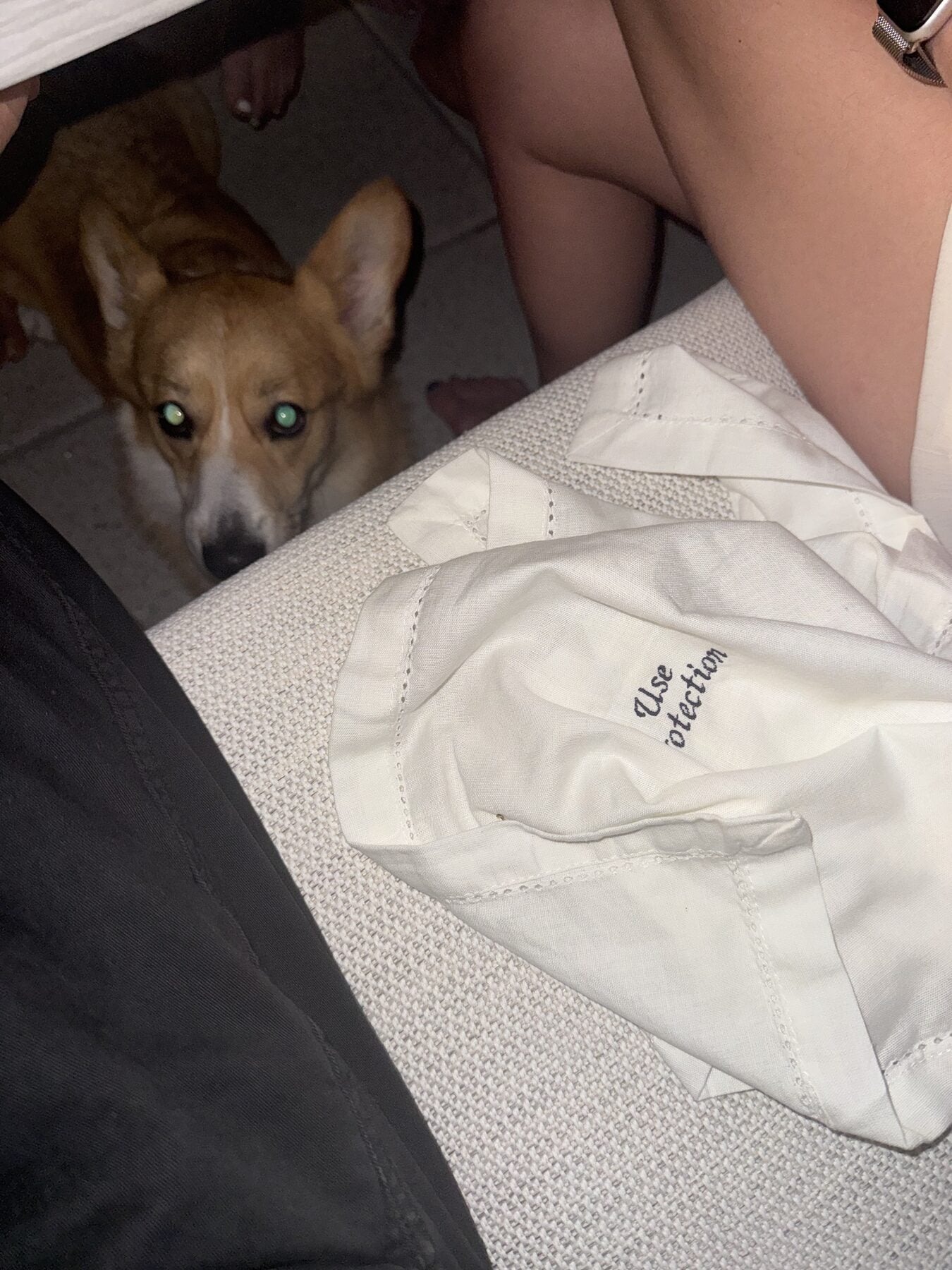 A dog inspecting a folded Use Protection cocktail napkin
